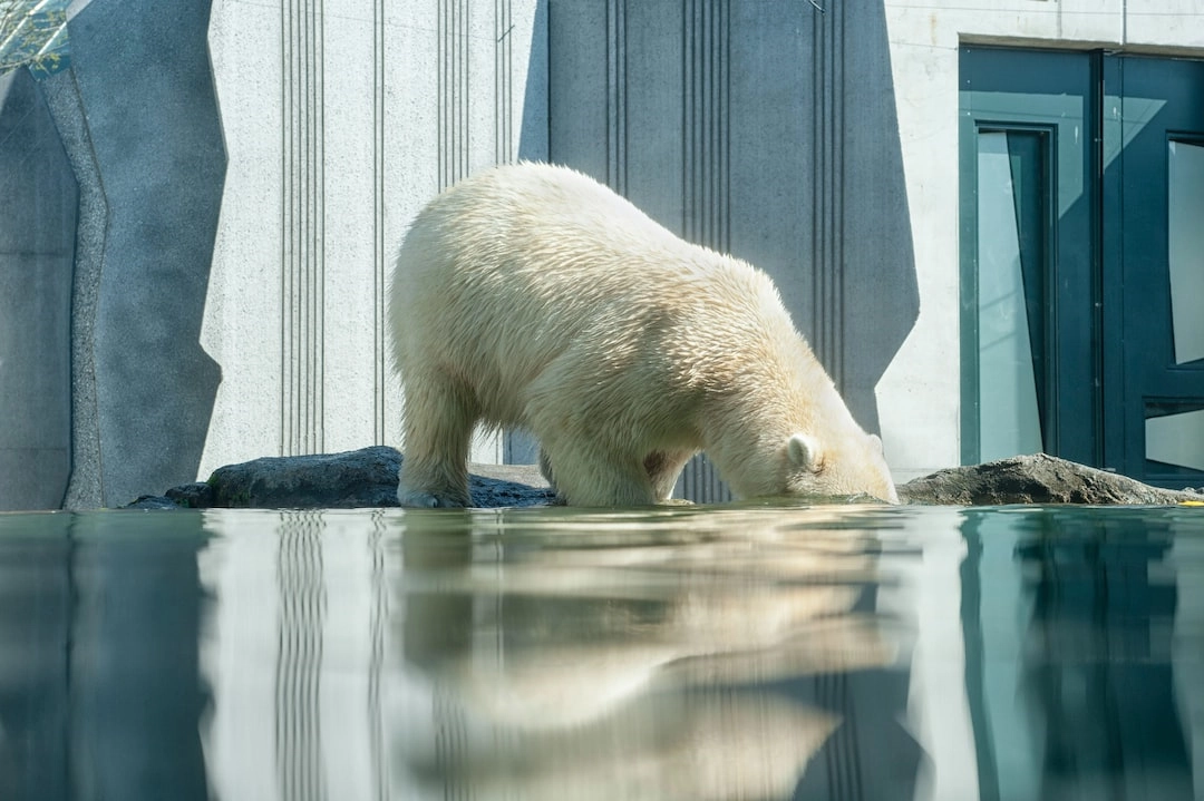 Sustainable Methods in Wildlife Photography