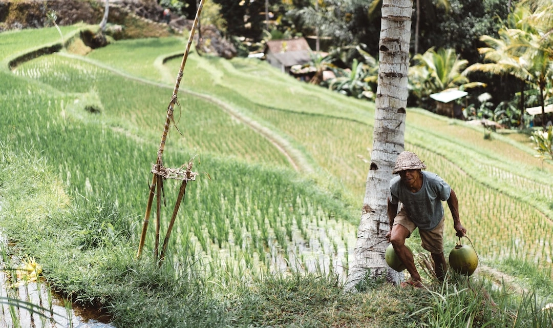 Organic Farming Techniques