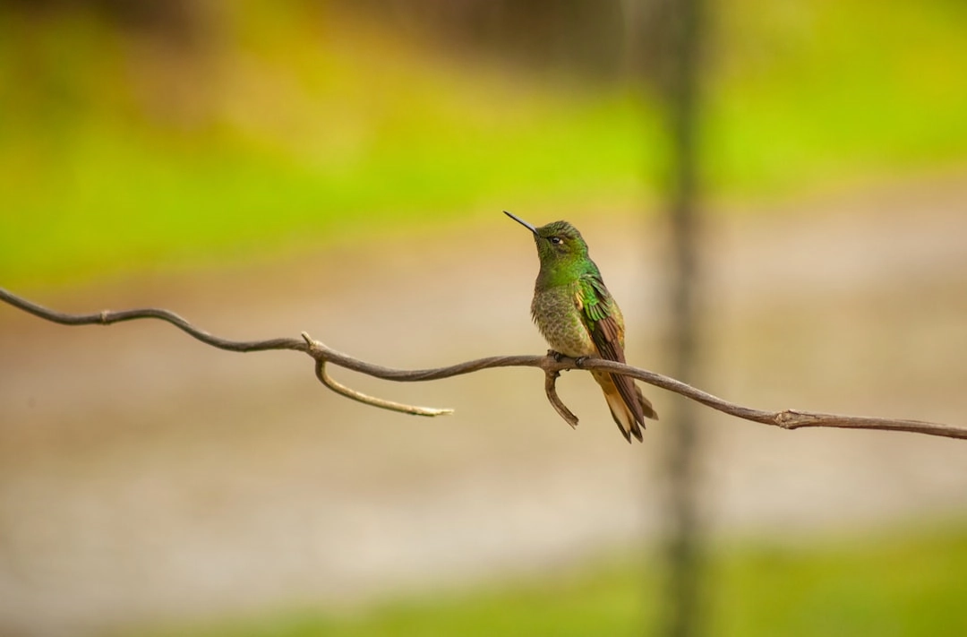 Biodiversity