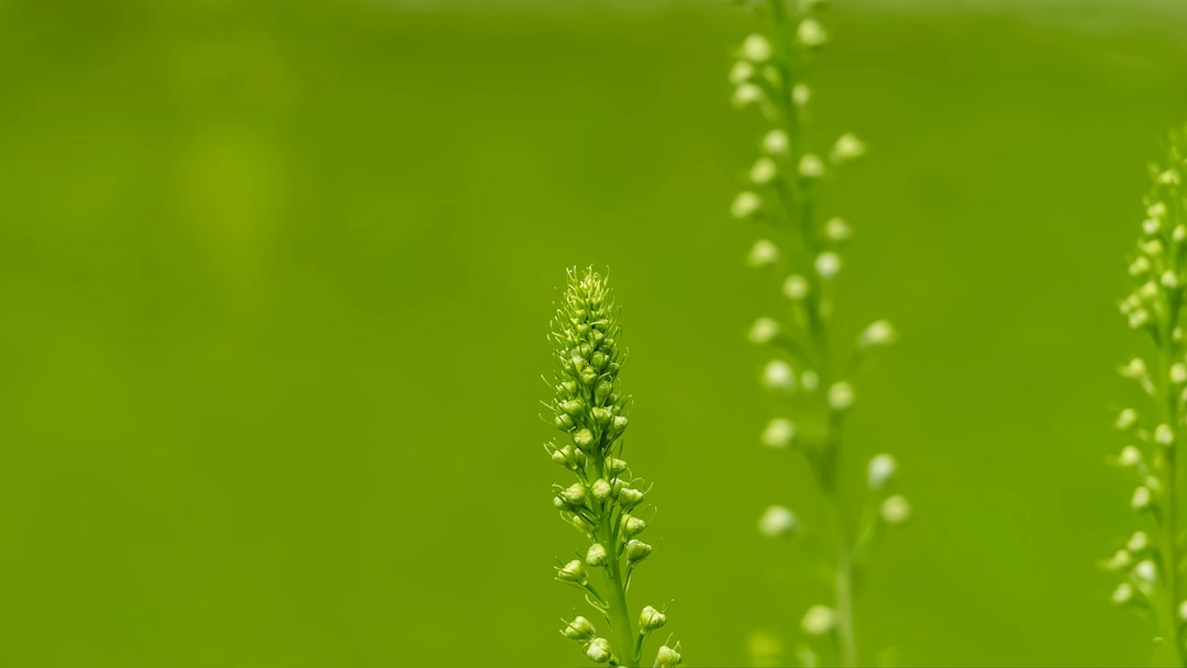 Green Innovations in Urban Gardening and Landscaping