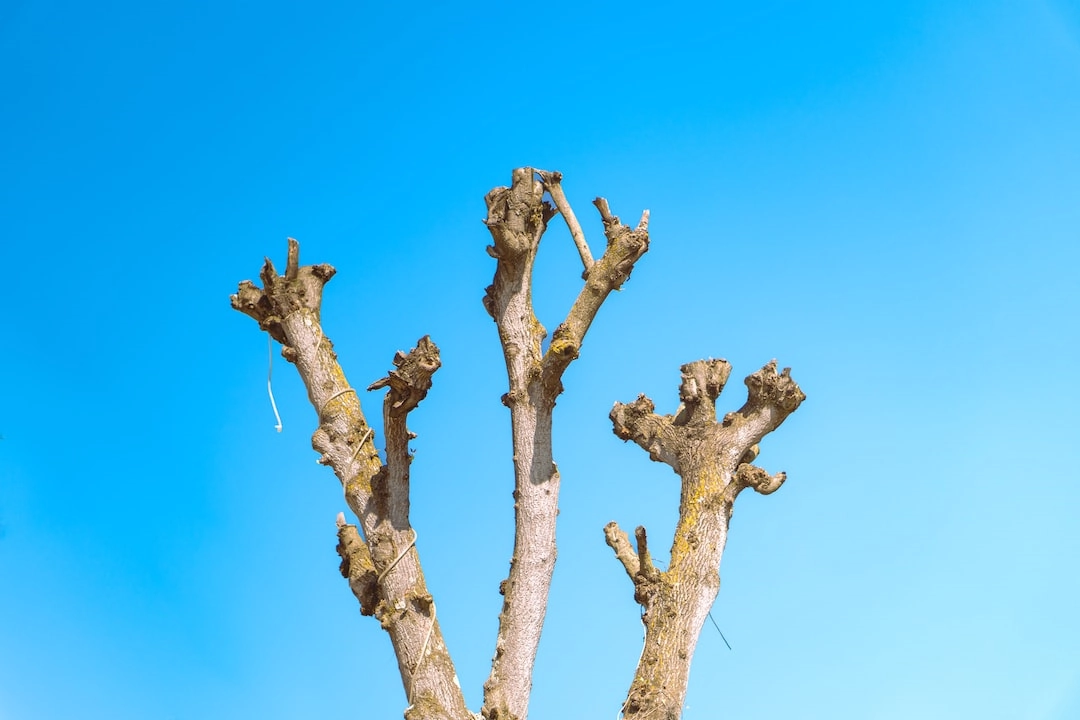 Forest Restoration