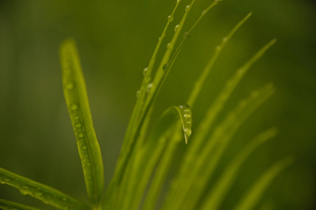 Urban Green Spaces