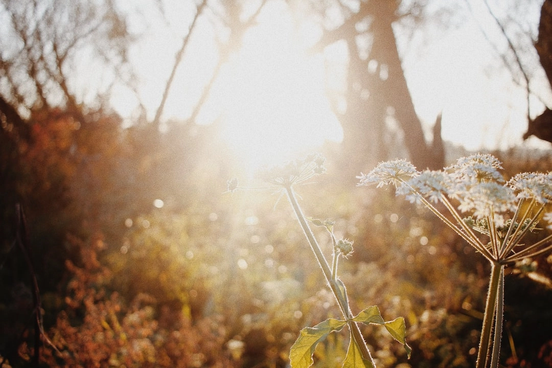 Ecological Field Research