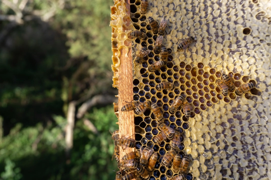 Sustainable Techniques in Honey Production