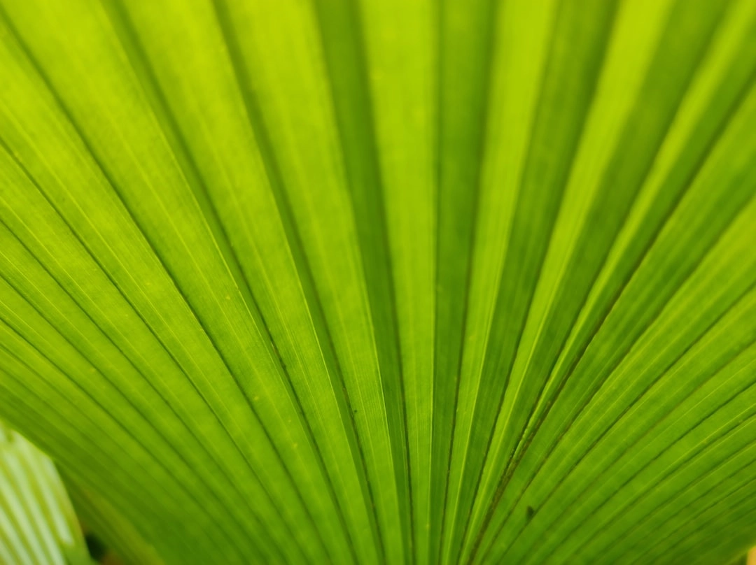 Green Roofing Solutions