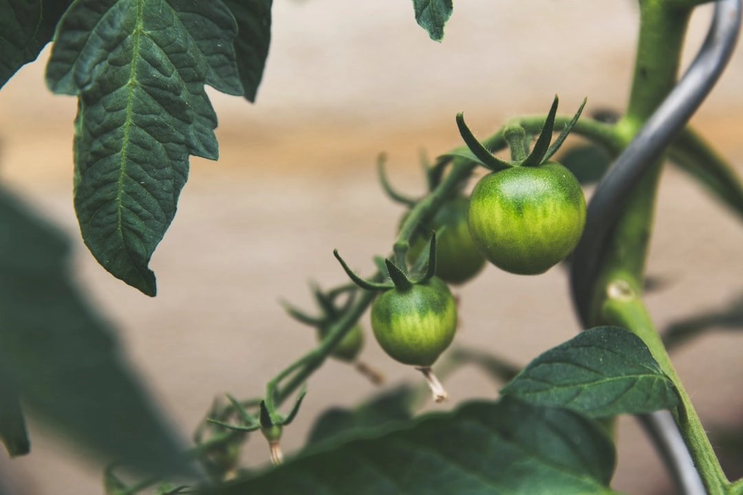 Sustainable Urban Farming