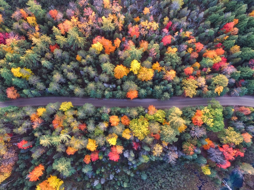 Forest Restoration