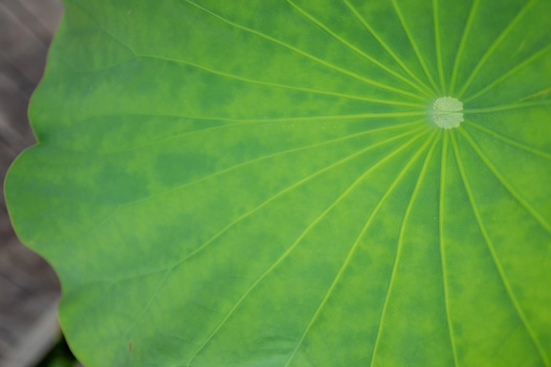 Green Practices in Aquaponics