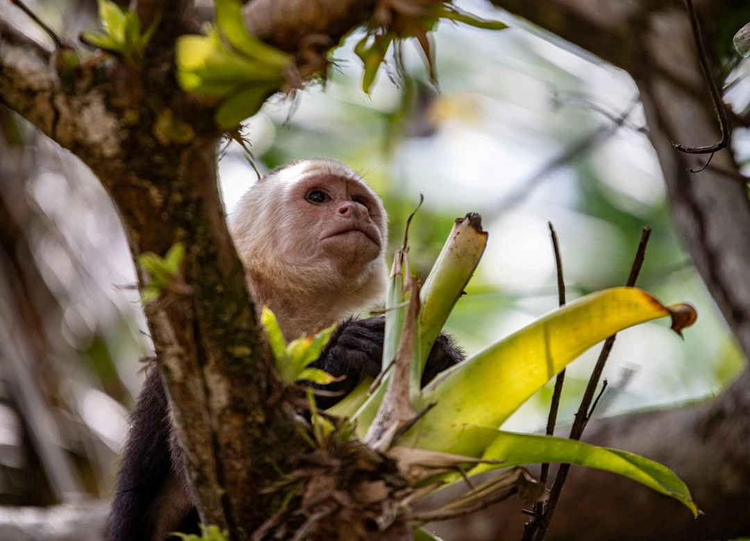 Rainforest Conservation