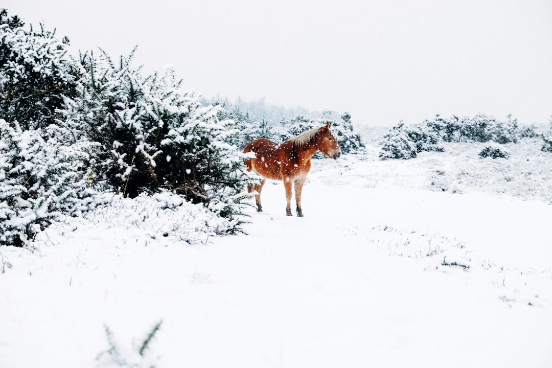 Sustainable Practices in Snow Sports