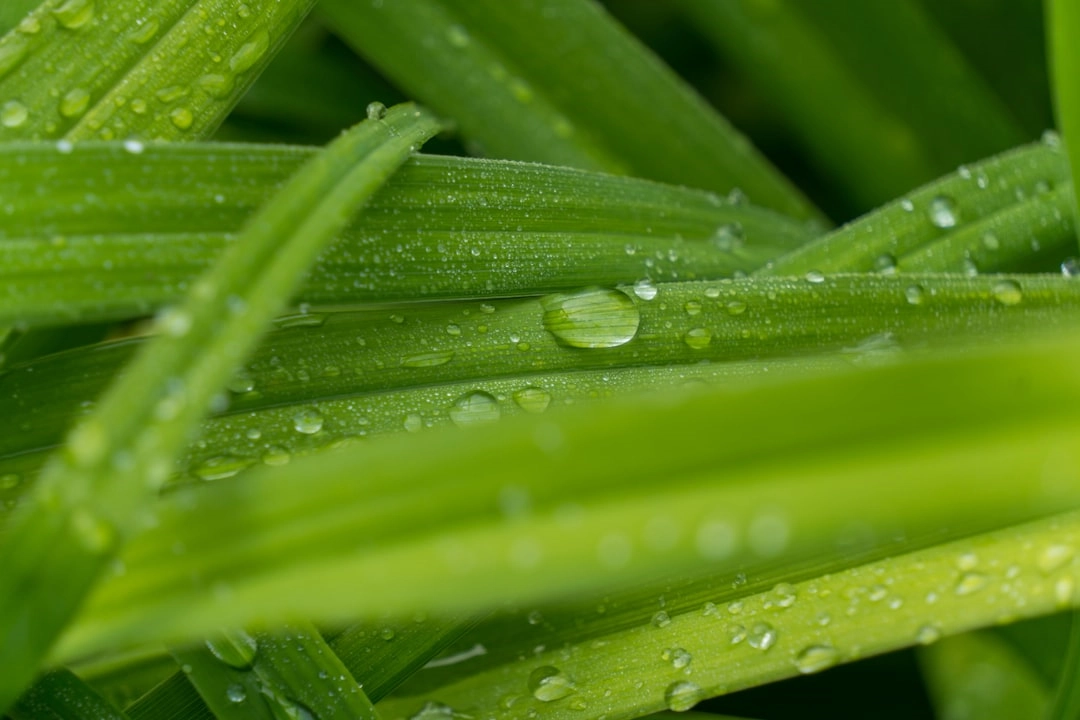 Green Roofing and Sustainable Construction